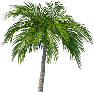 Palmeira decorativa