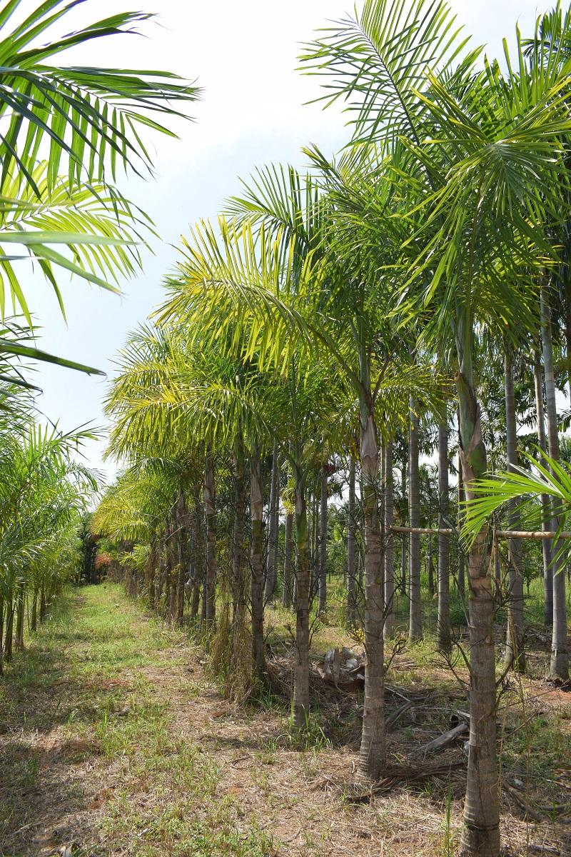 Palmeiras ornamentais cultivadas no Sítio Barreiro