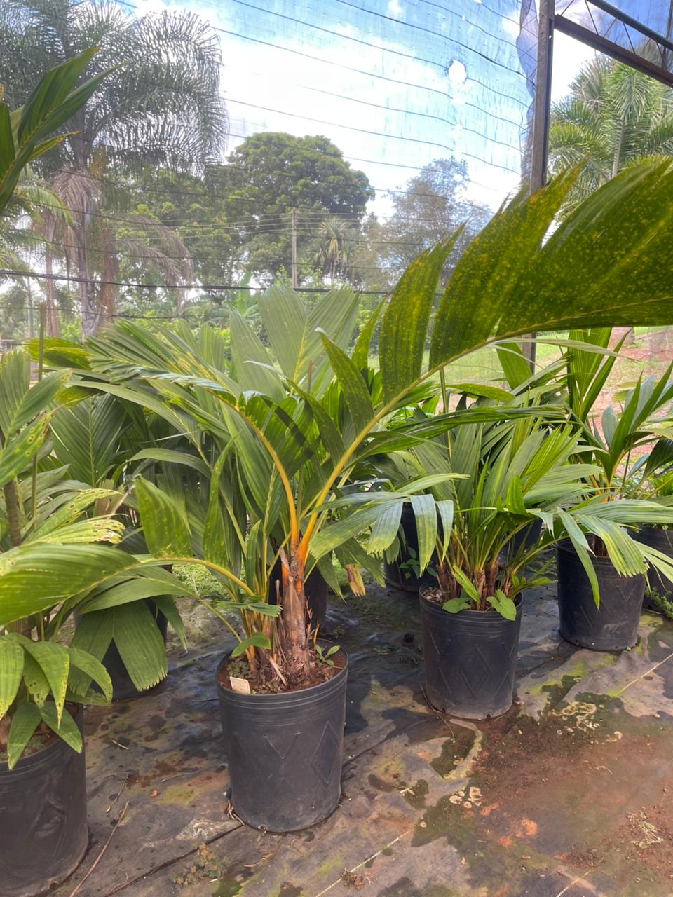 Imagem de Areca dourada