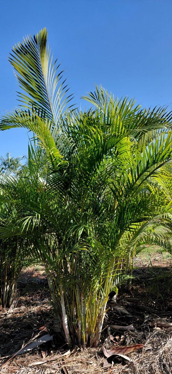 Imagem de Areca-Bambu