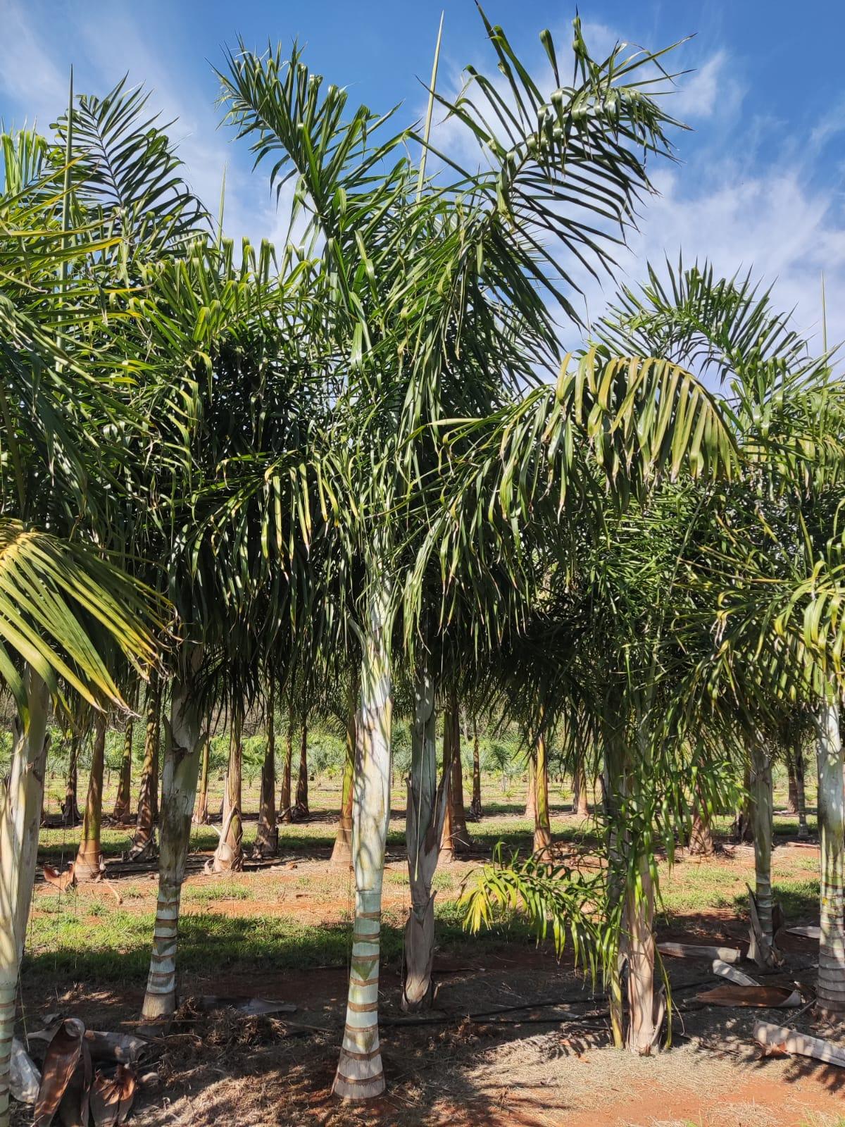 Imagem de Areca de Locuba